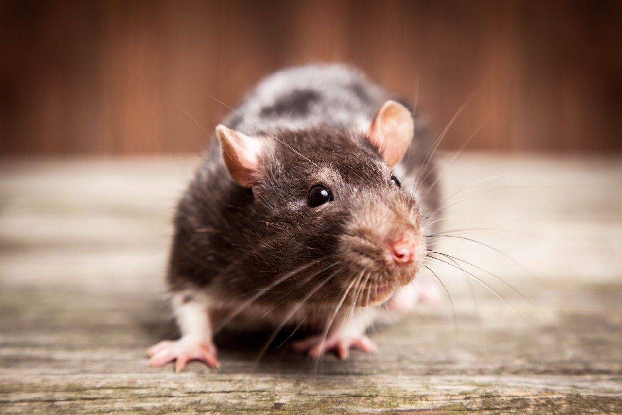 Rats vs. Mice: How to Tell Which Rodent Is in Your Home