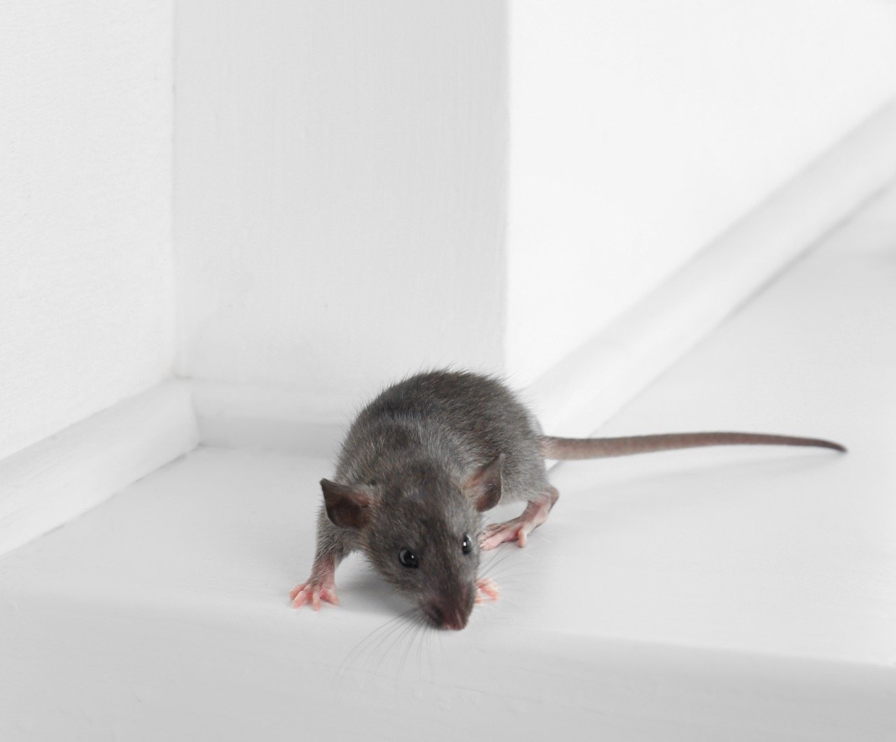 How to Rodent-Proof Your Home: A Complete Prevention Guide
