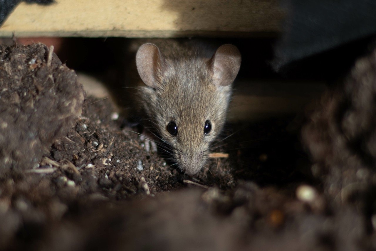 Rodents in the Attic