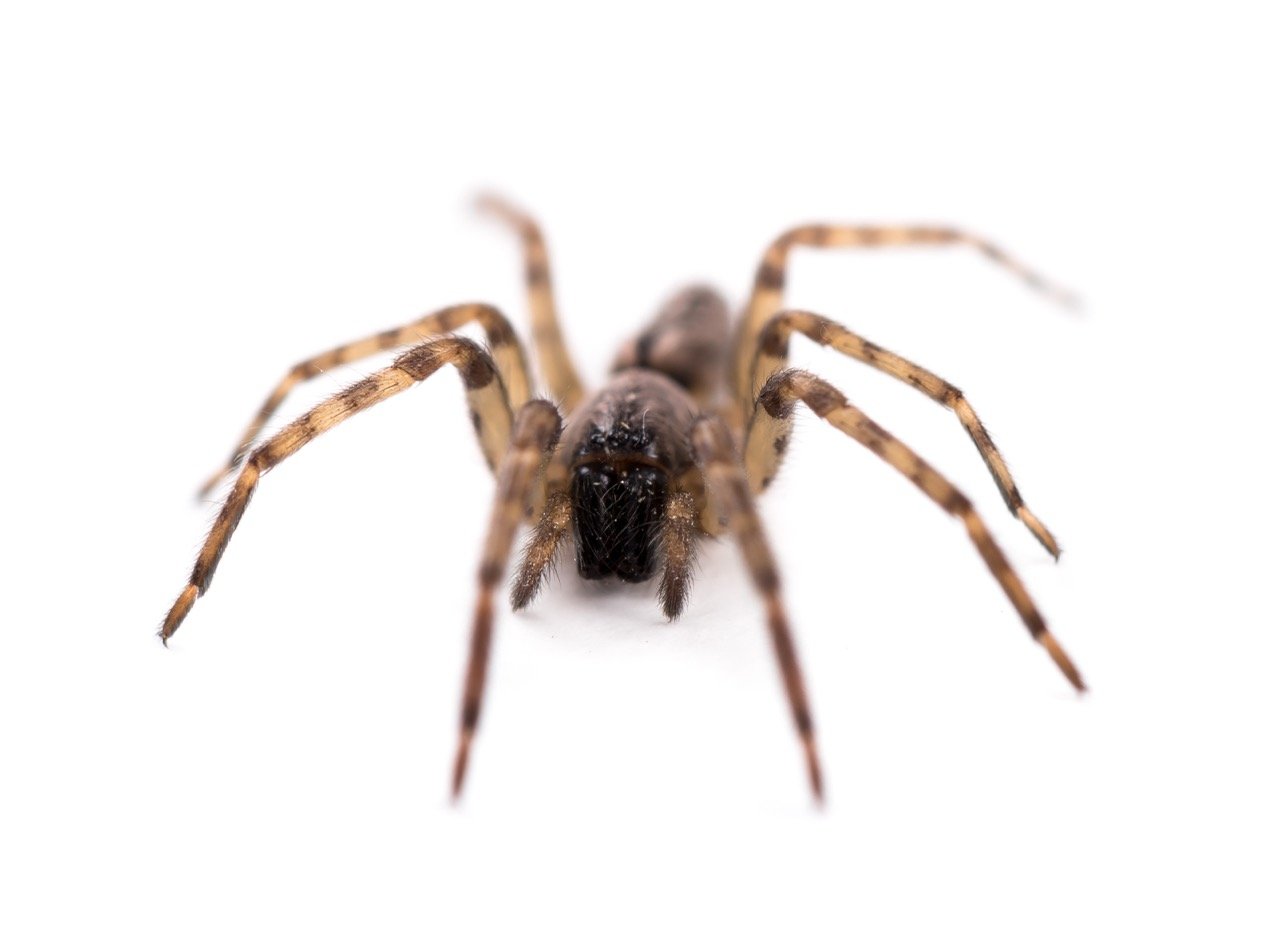 Why Do I Have Spiders in My House? What Their Presence May Mean