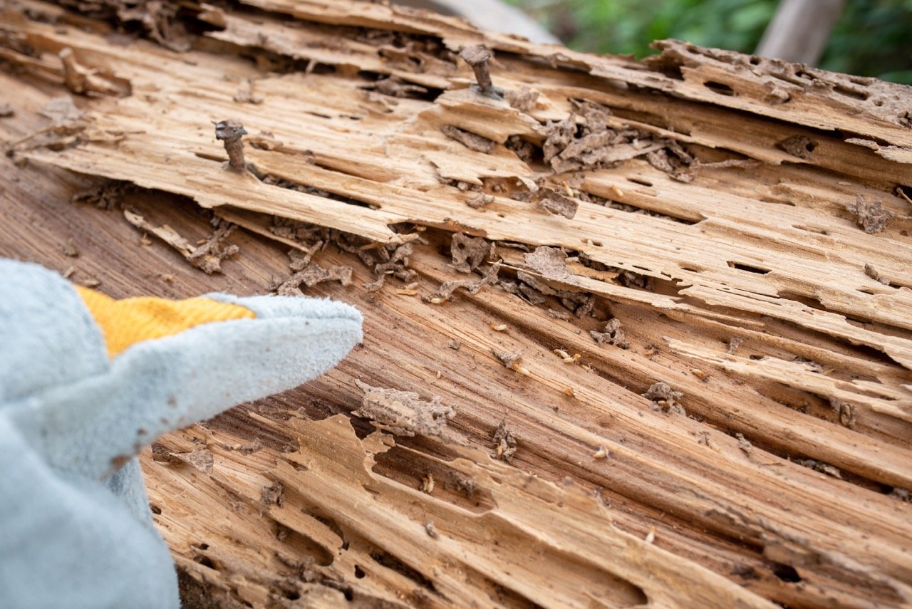 Termite Droppings: What Do They Look Like and What Should You Do?