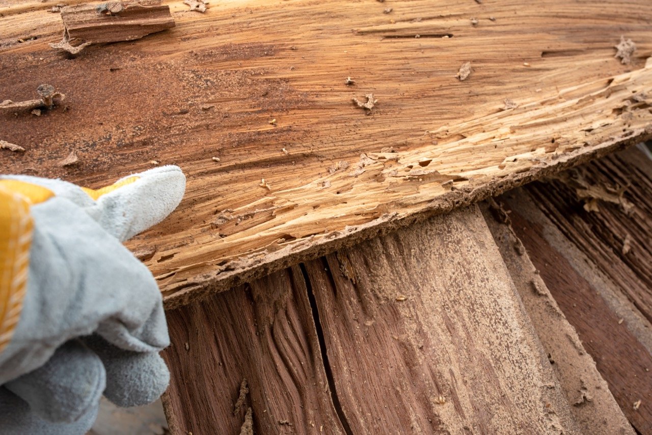 Do You Need a Termite Inspection If You Don't See Termites?