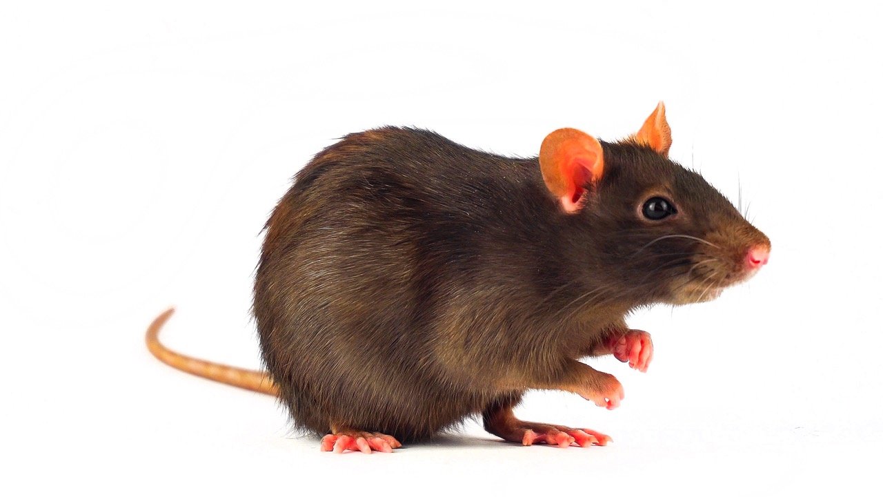 What Attracts Rodents to Your Yard and Home?