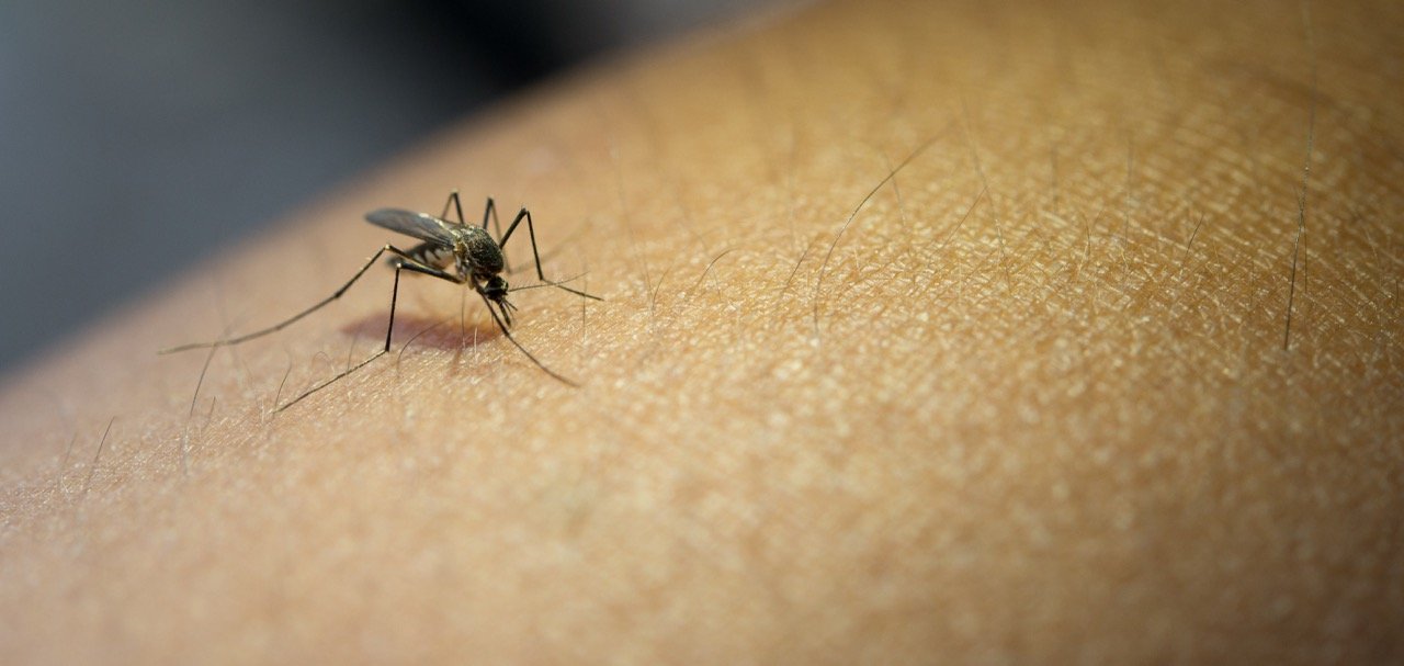 When Are Mosquitoes Most Active in Florida?