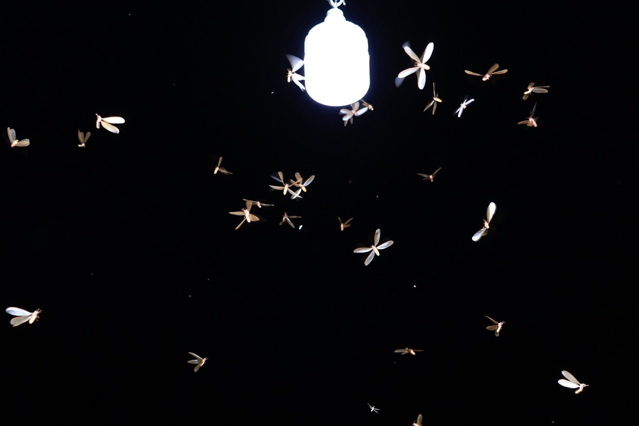 Why Are There Bugs Around My Outdoor Lights?