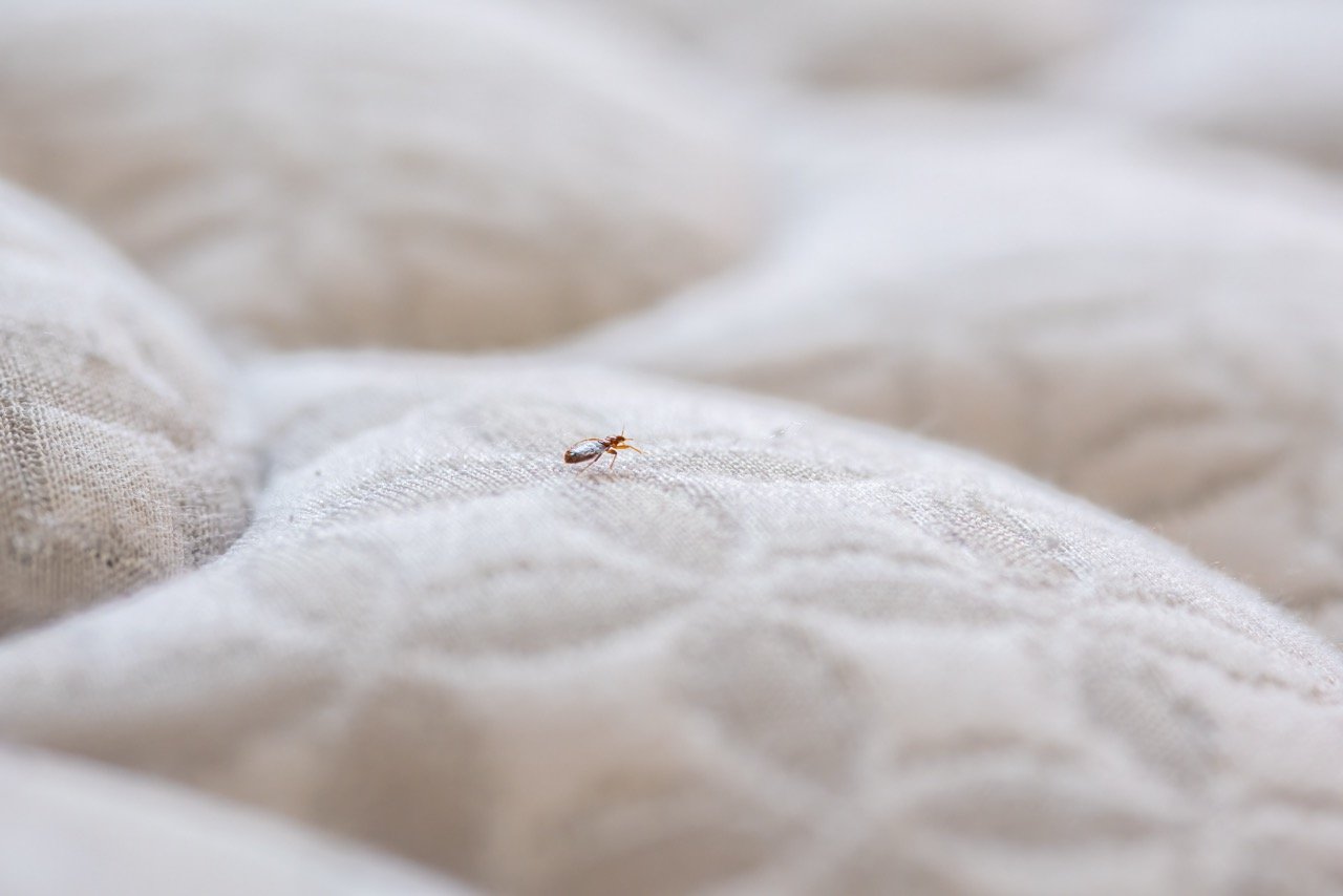 Can Bed Bugs Travel on Clothes? What to Know After a Trip