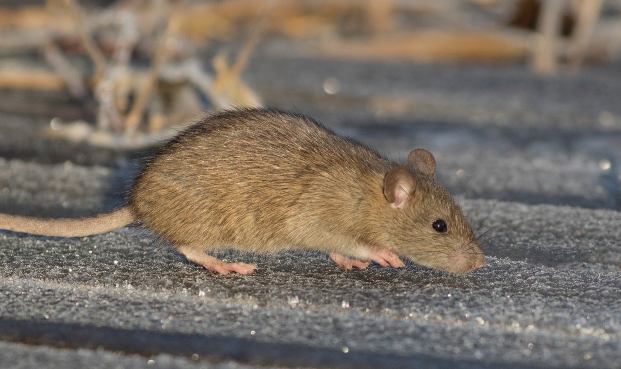 Can Rats Climb Walls and Get on Your Roof?