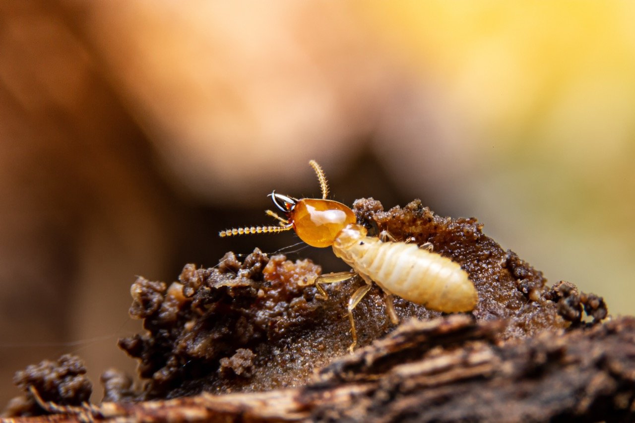 Drywood vs. Subterranean Termites: What's the Difference?