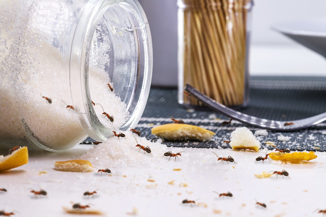 How Do Ants Get Into Your House? Common Entry Points Explained