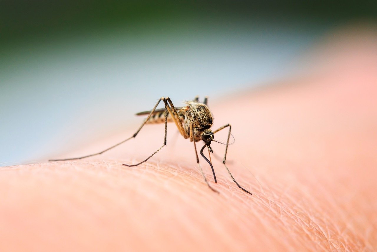 Do Mosquitoes Breed in Gutters? What Homeowners Should Check