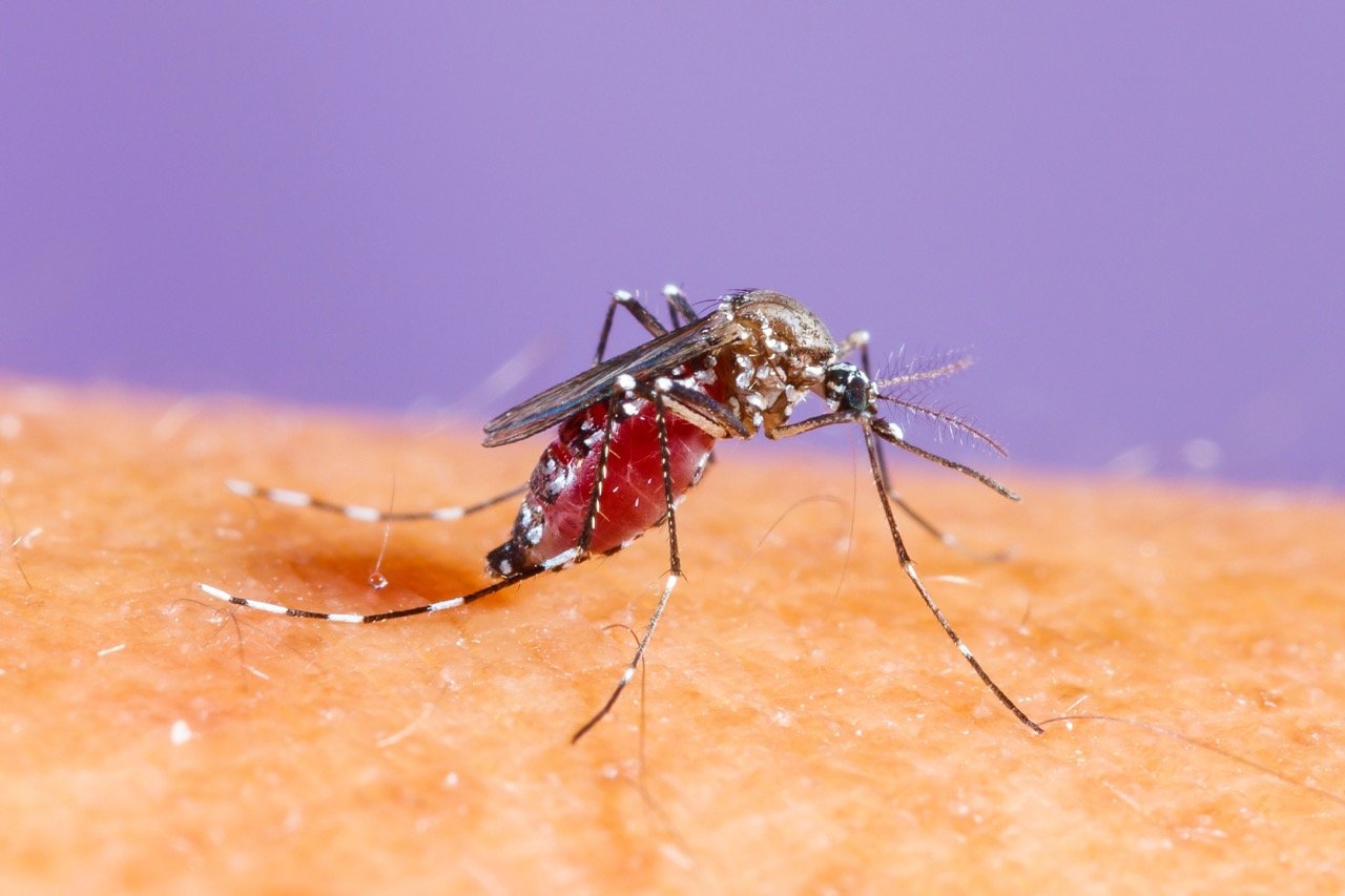 Why Are Mosquitoes So Bad in My Backyard?
