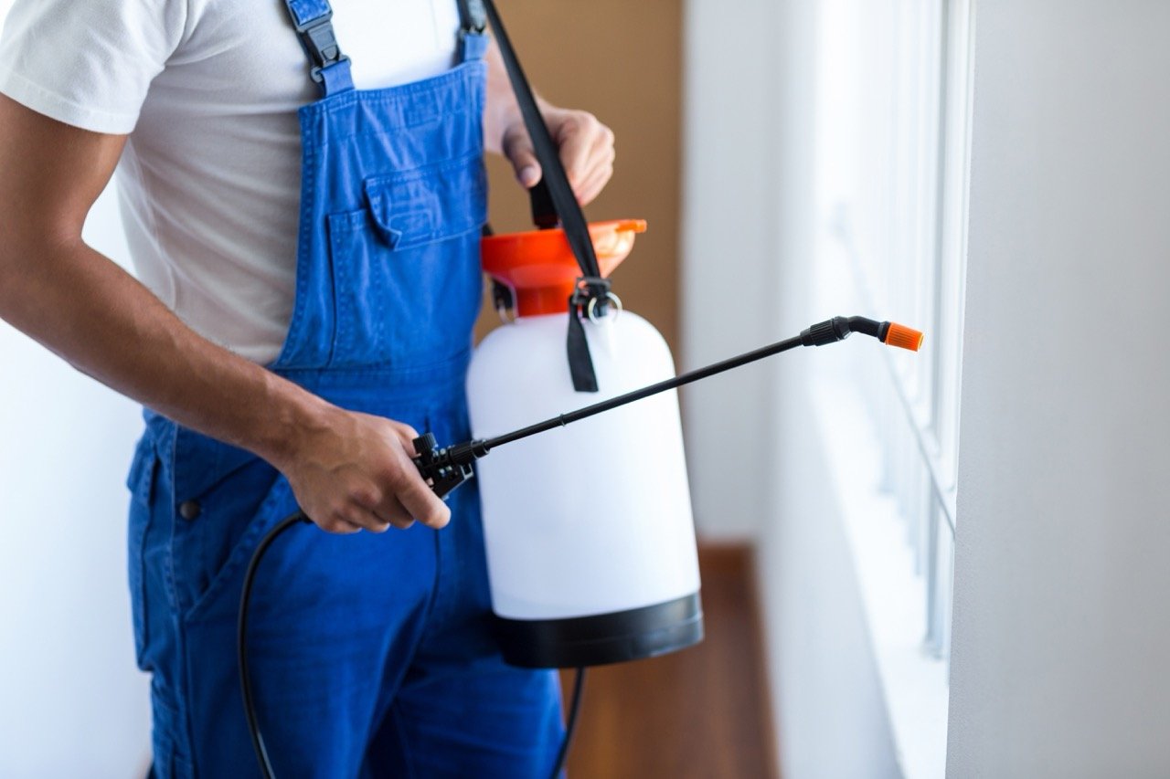 What Are the Most Common Pest Entry Points in a Home?