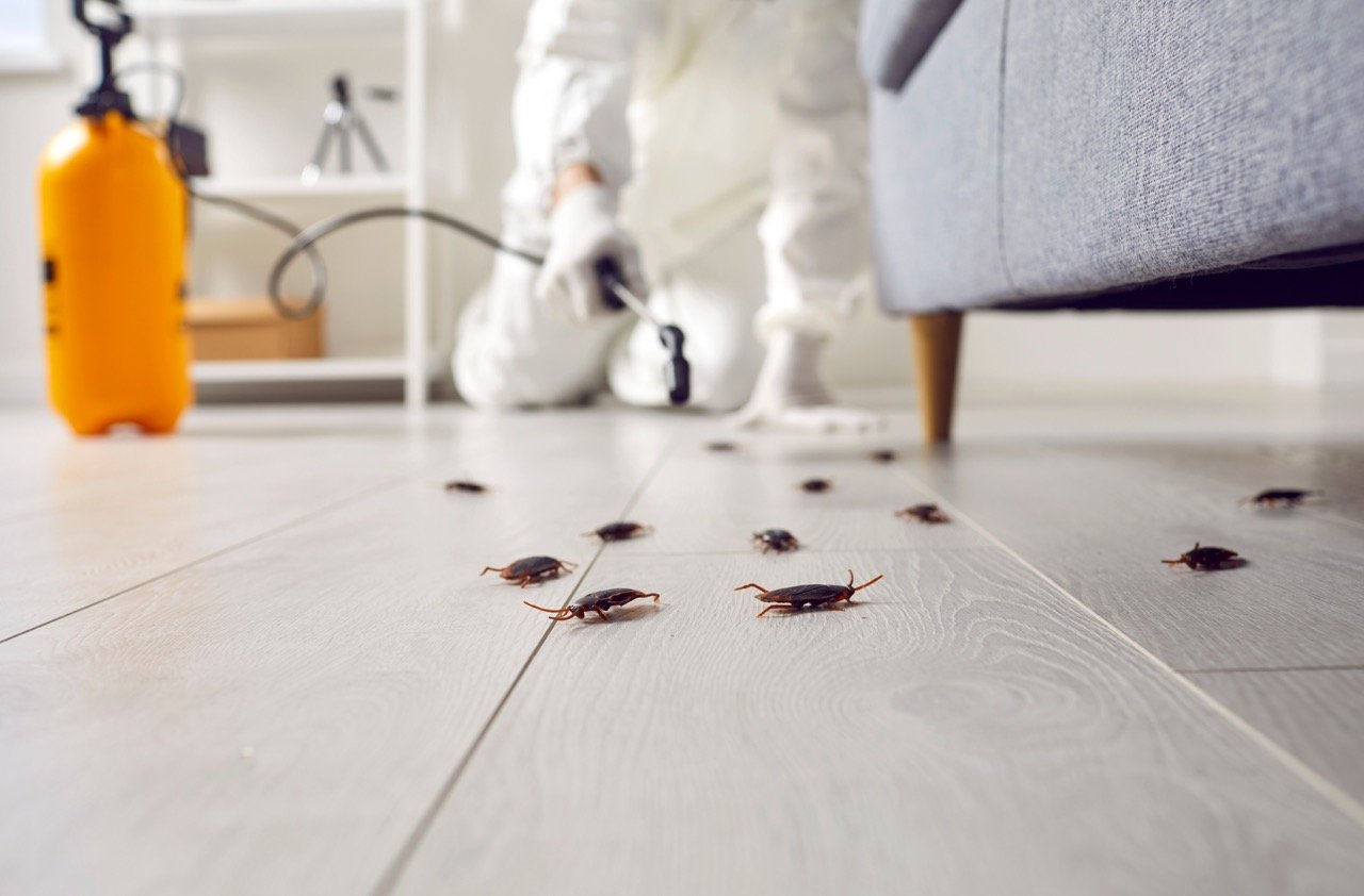 Why Do Pests Keep Coming Back After Pest Control?