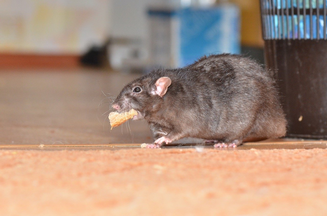 Rat Droppings in Your Home: How to Recognize the Signs and What to Do
