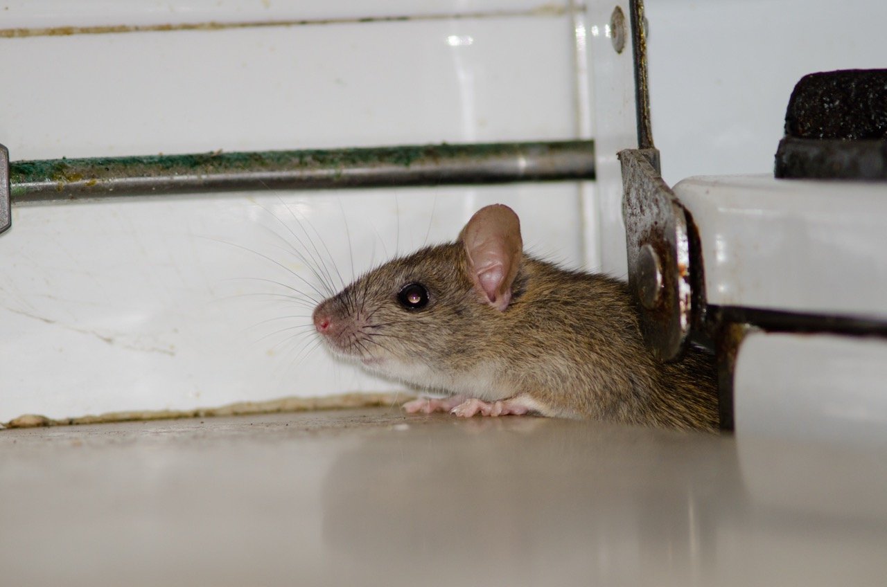 Where Do Rats Hide During the Day