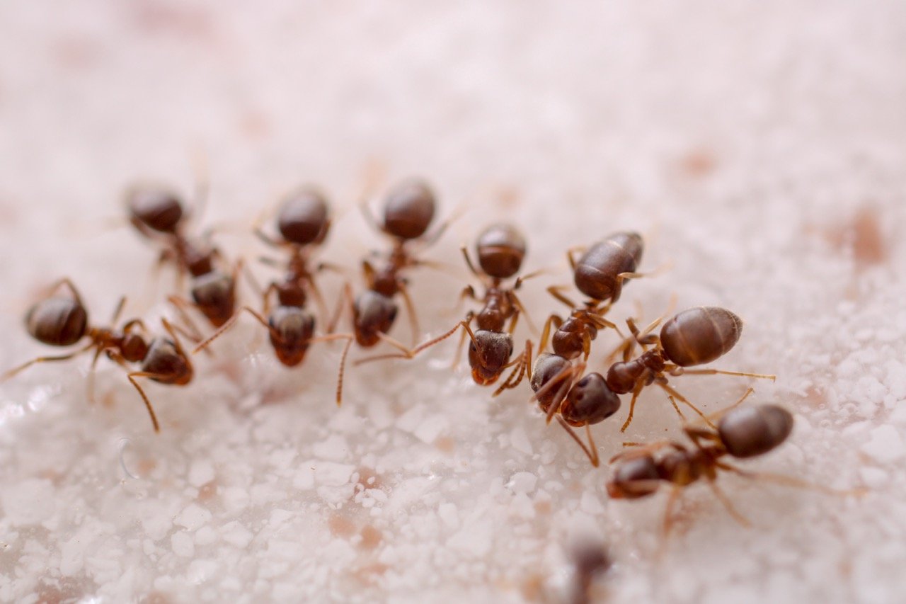 Why Do Ants Suddenly Appear in Your House?