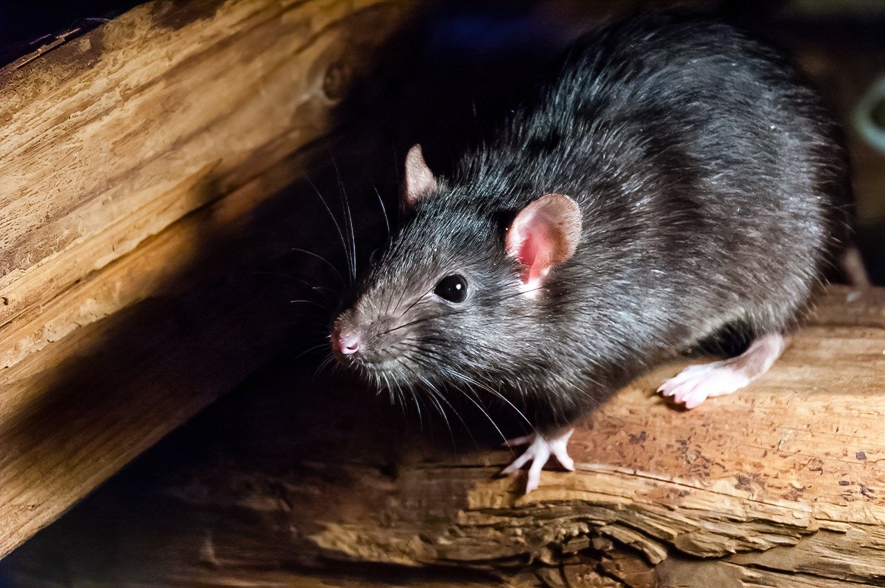 Why Do Rats Keep Coming Back to My Property?