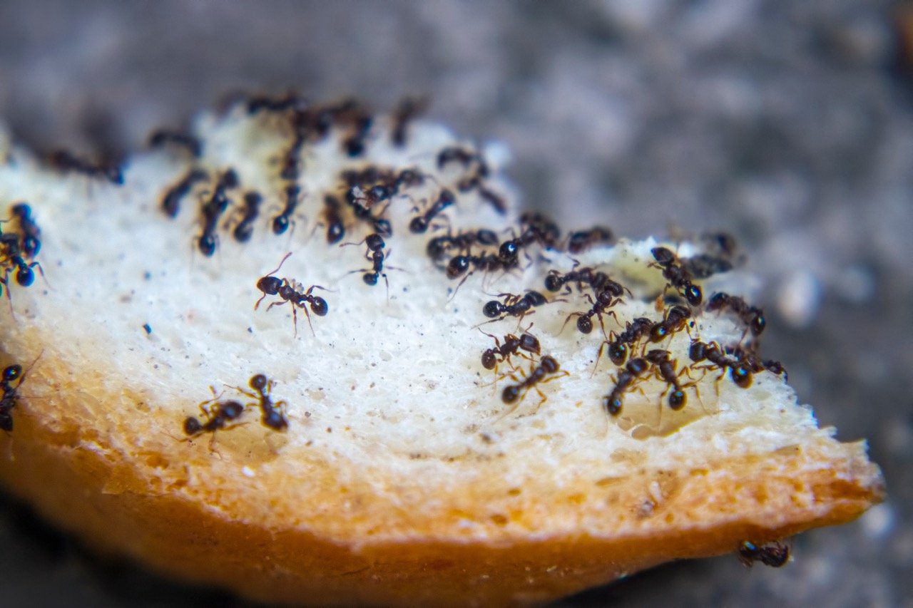 Are Ants in Your Kitchen Dangerous? What Homeowners Should Know