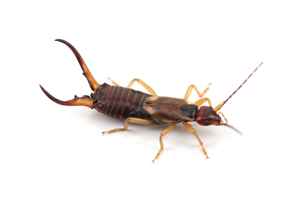 Are Earwigs Dangerous? Why They Enter Florida Homes