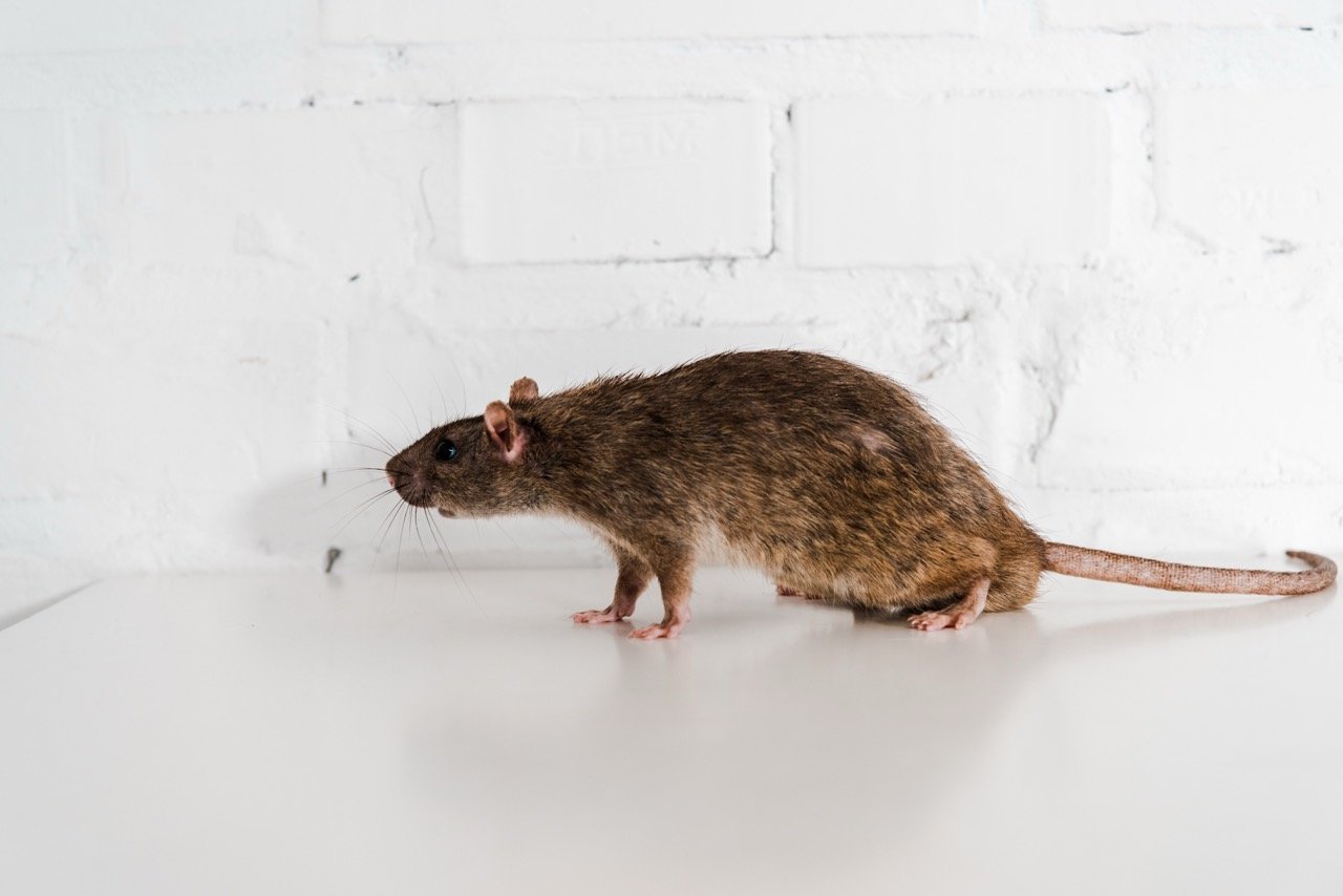 Can Rats Get Into Your House Through the Toilet?