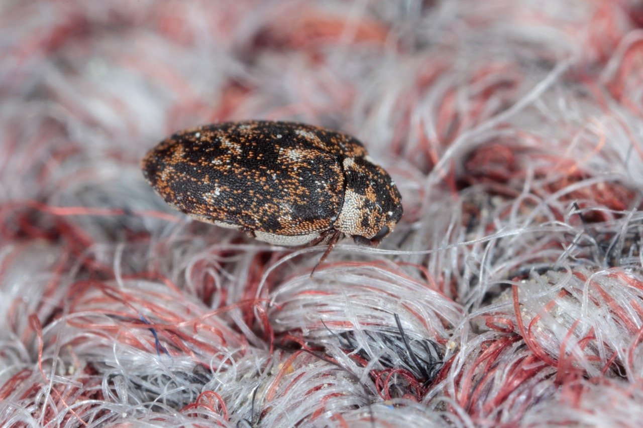 Carpet Beetles in Your Home