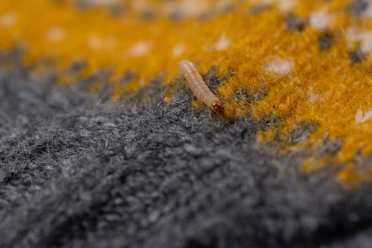 Clothes Moths in Your Closet