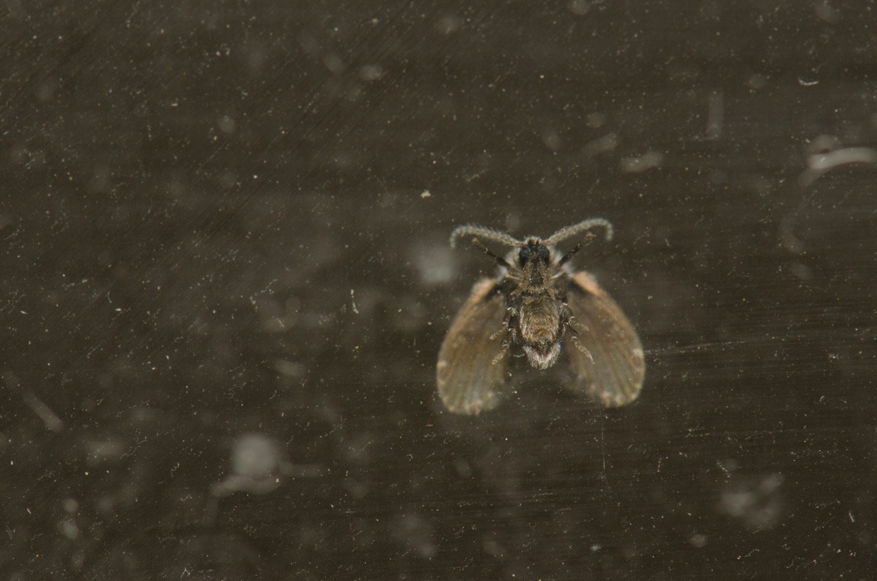 Why Are Drain Flies Coming From Your Bathroom Sink?
