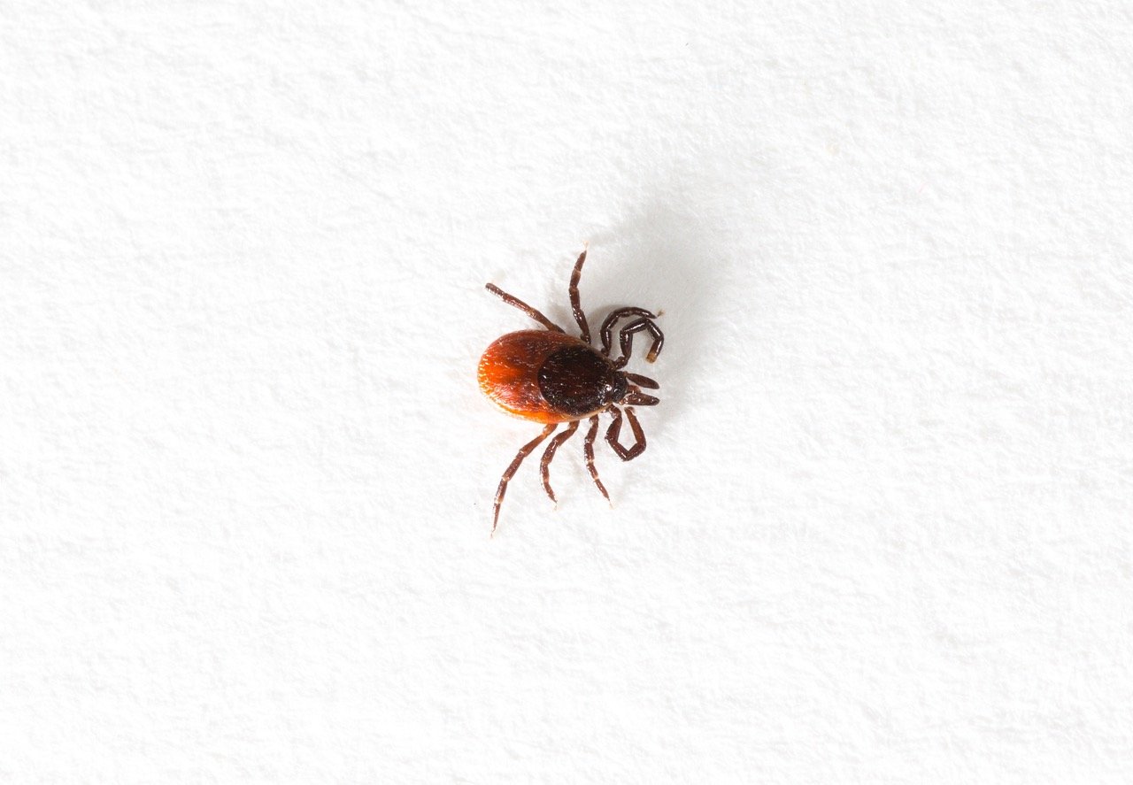 Why Do Fleas Keep Coming Back After Treatment?