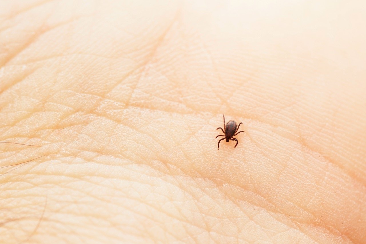 How to Check Your Yard for Ticks in Florida