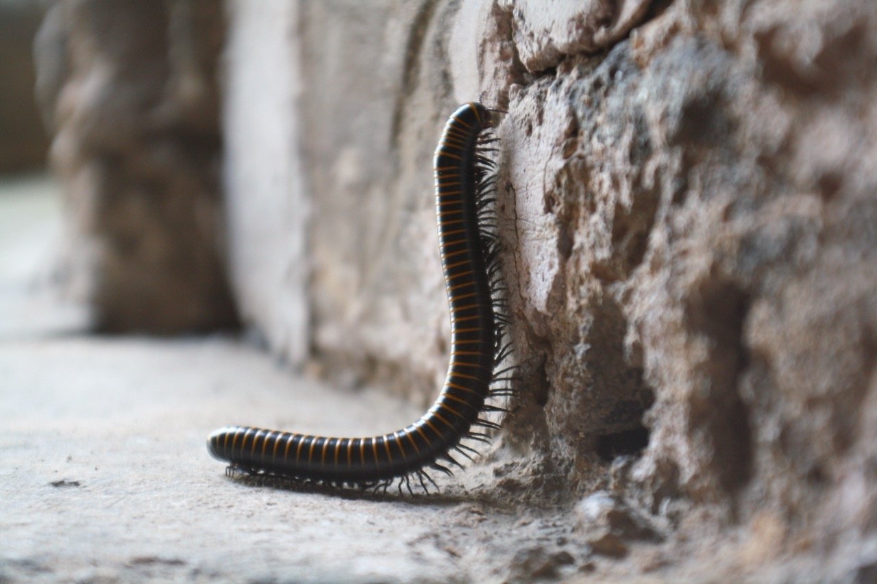Why Are Millipedes Entering Your House After Rain?