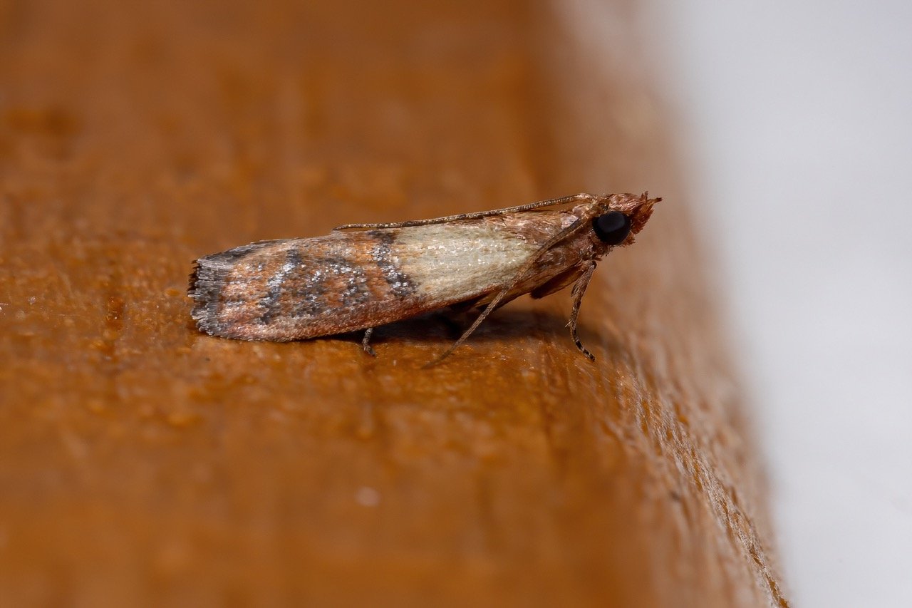 How to Protect Your Home From Pests During Florida's Rainy Season