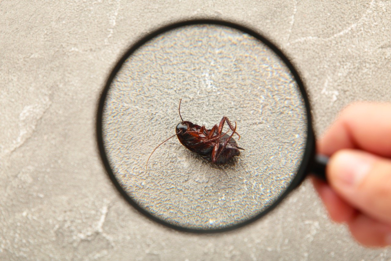 Can Pests Enter Your Home Through Air Vents?