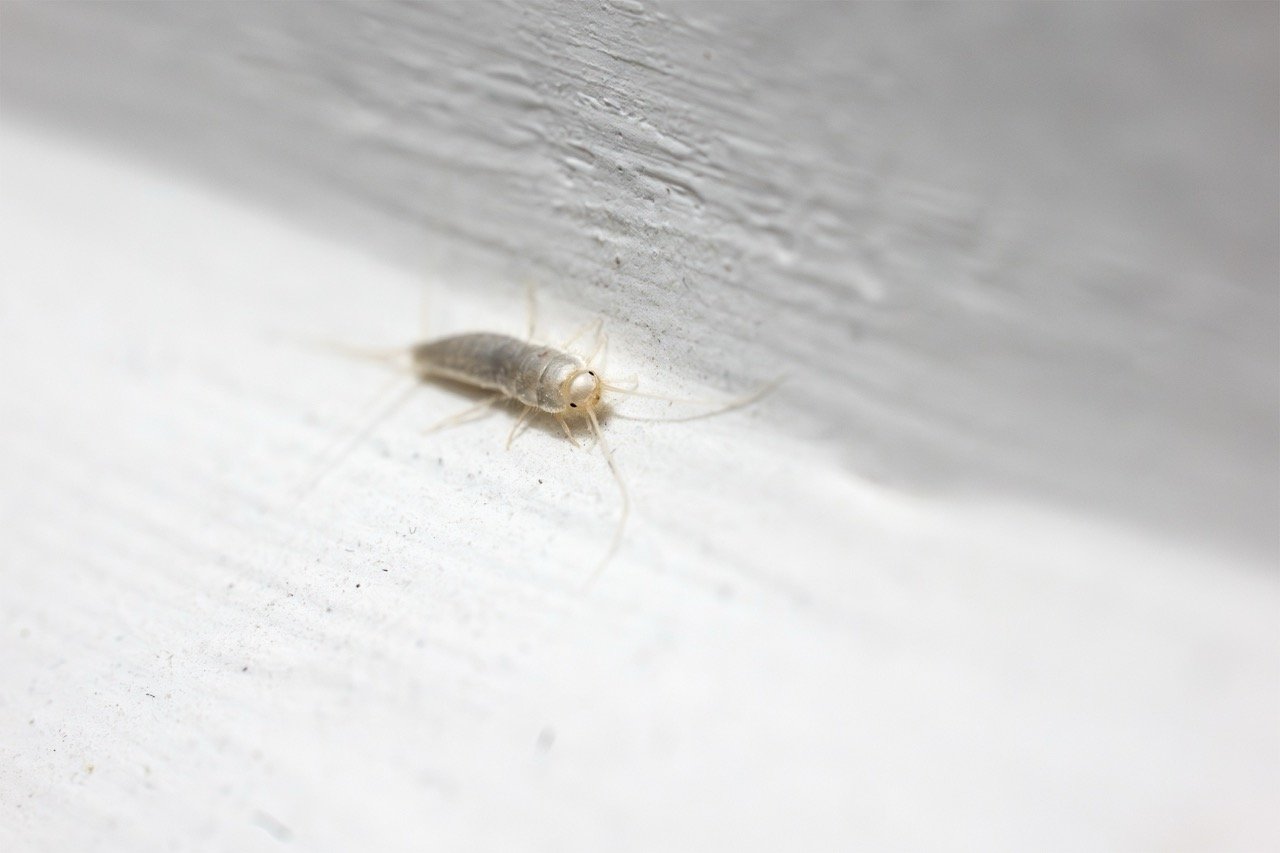 Why Are There Silverfish in My Bathroom?