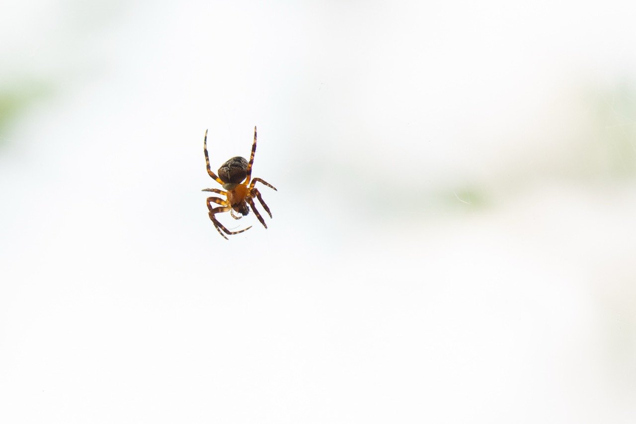 Do Spiders Mean You Have Other Pests in Your Home?