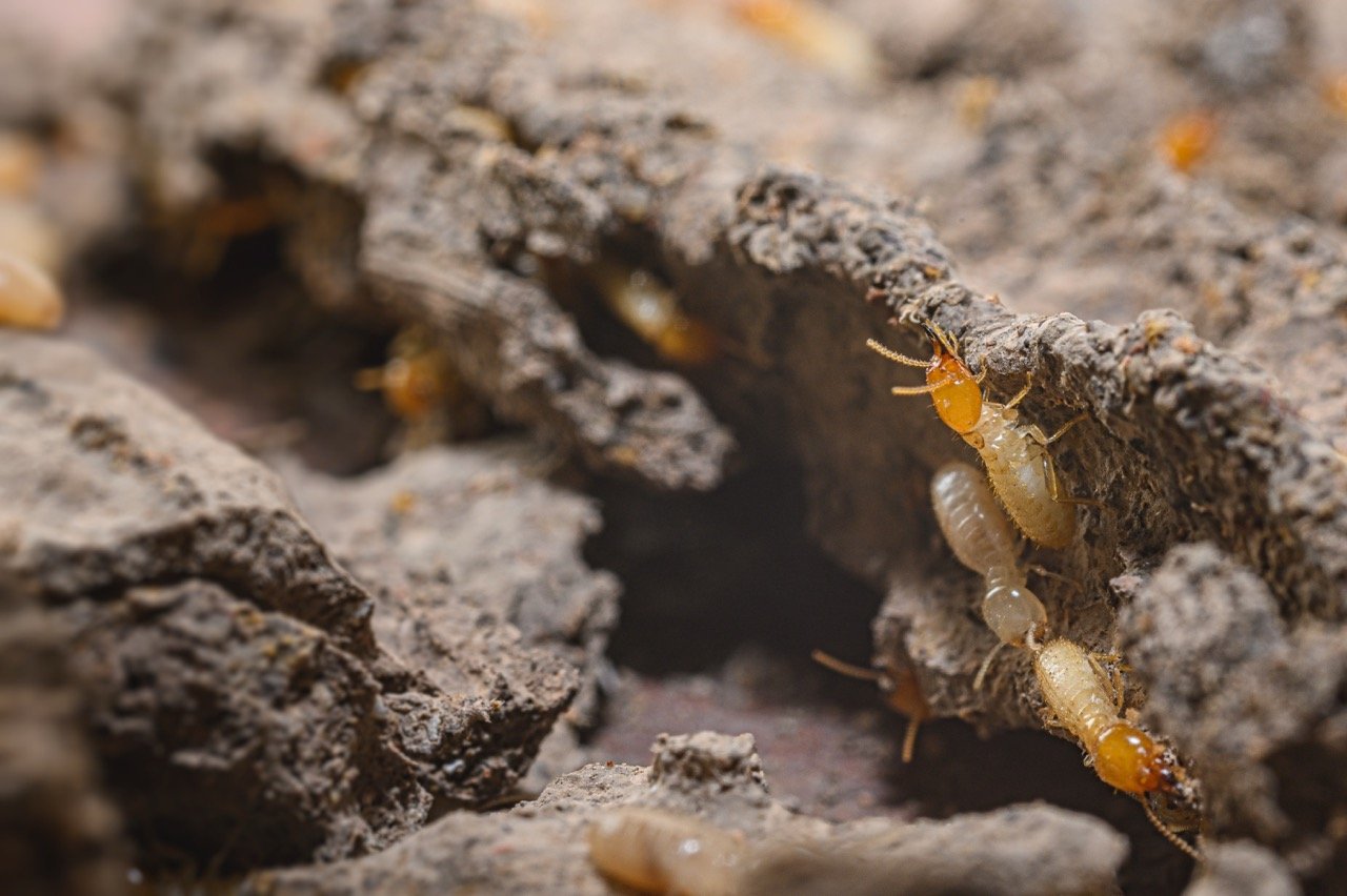 What Attracts Termites to a House in Florida?