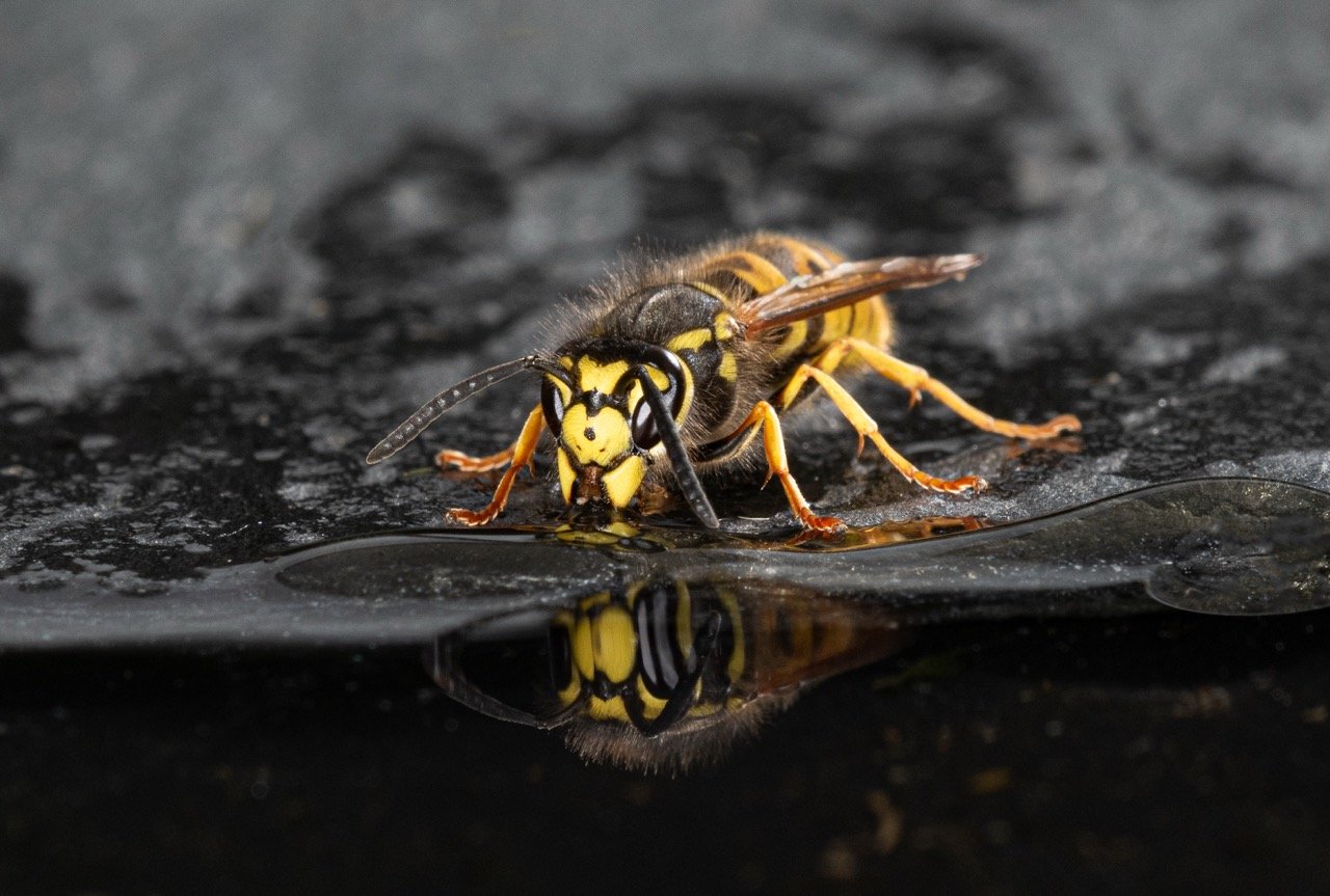 What Attracts Wasps to Your House