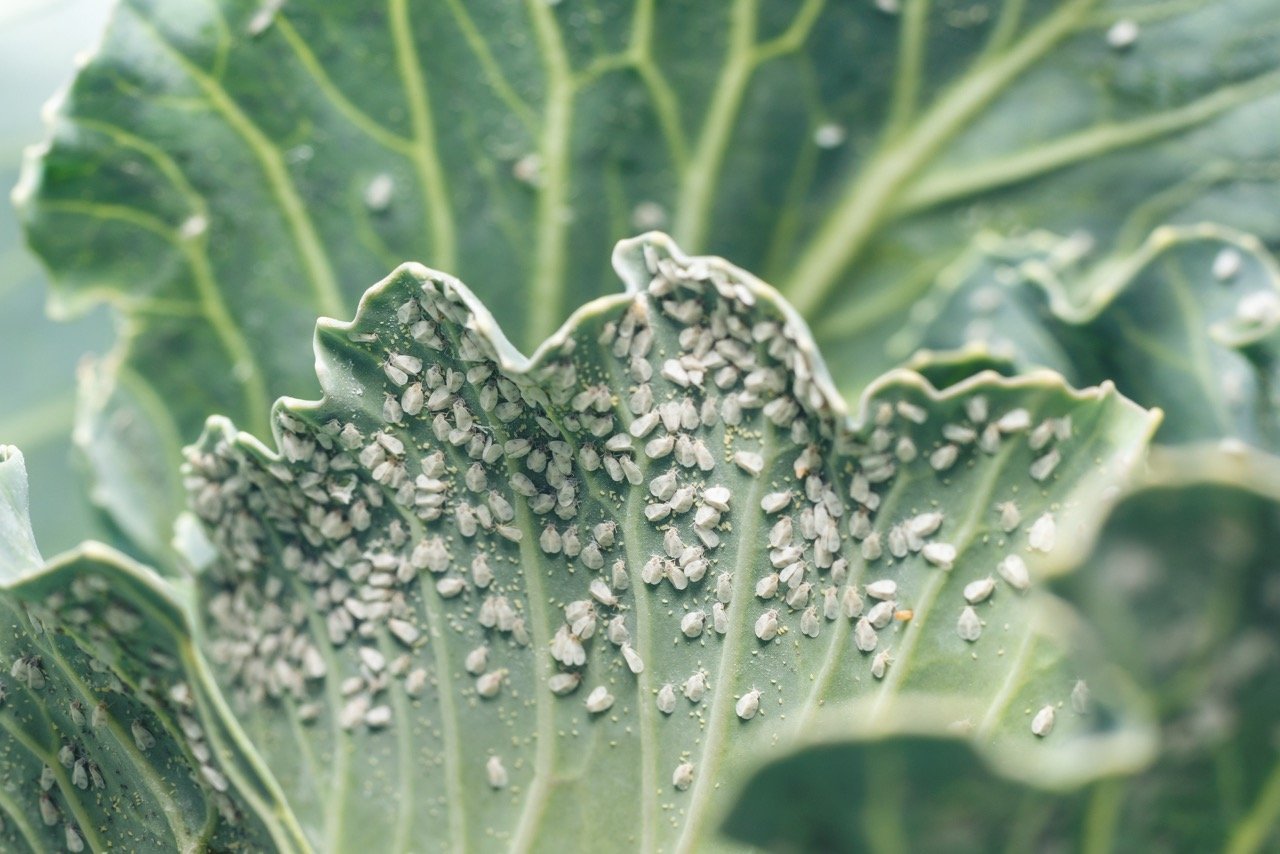 Why Are Whiteflies Taking Over Your Plants? Causes and Prevention
