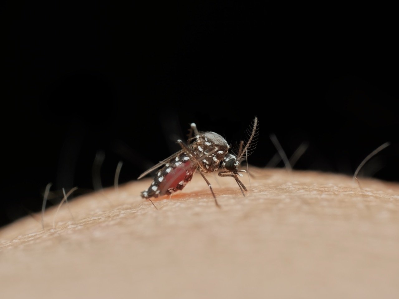 Why Mosquitoes Bite Some People More